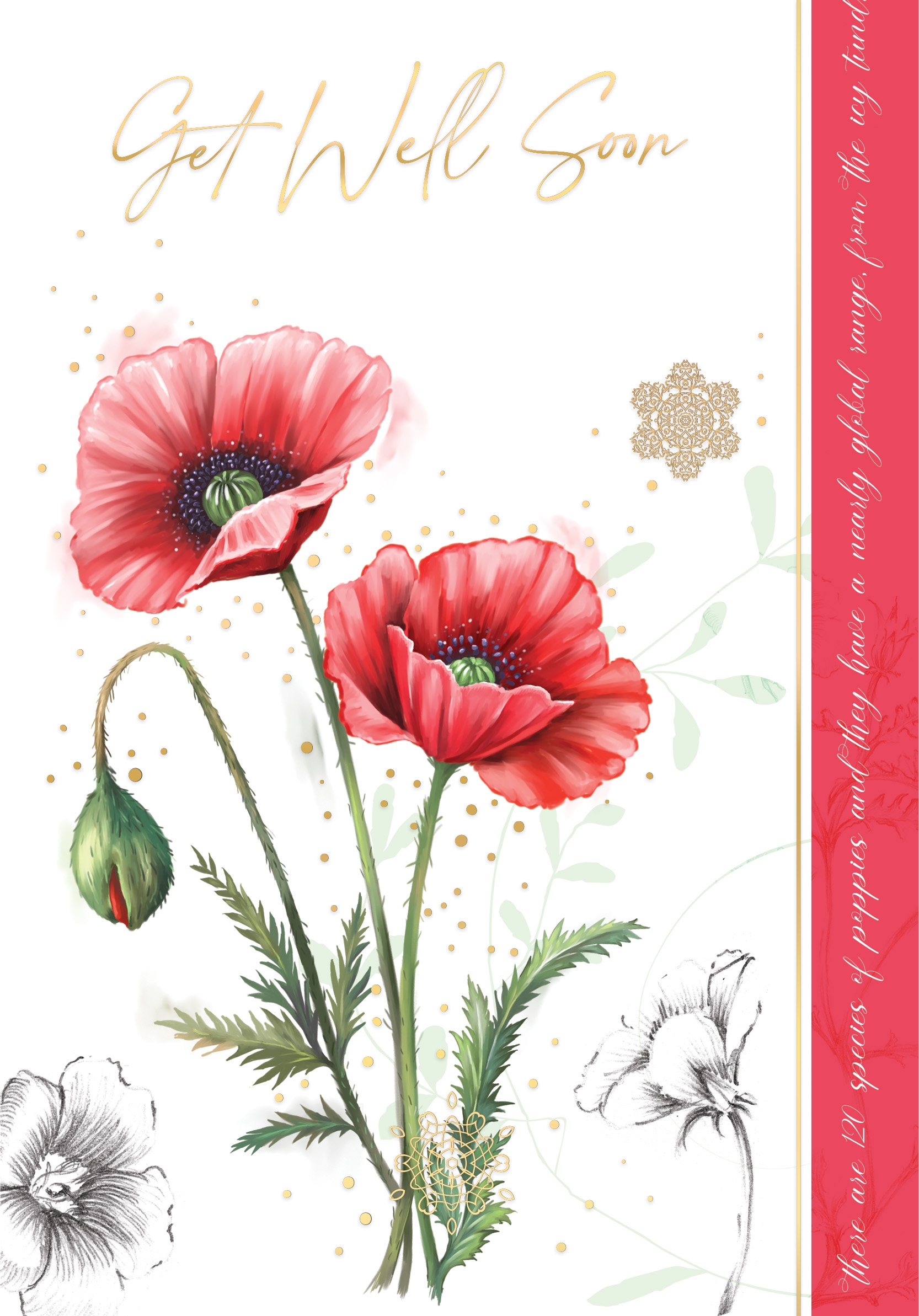 GET WELL CARDS,6`s Oriental Poppy