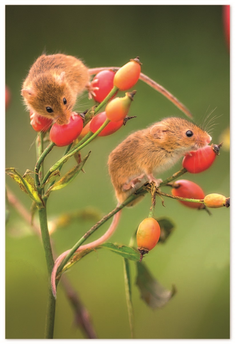 BIRTHDAY CARDS,72`s In The Country