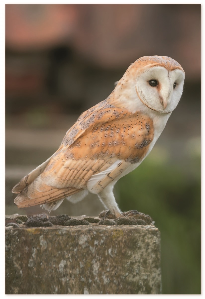 BIRTHDAY CARDS,72`s In The Country