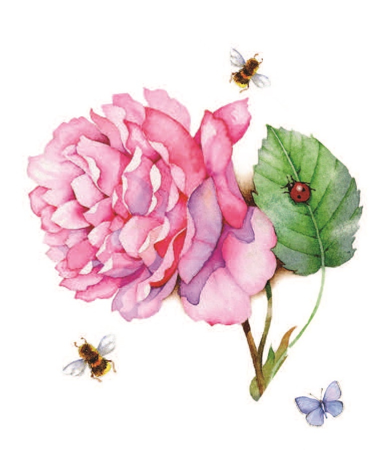 GIFT TAG, Floral Butterflies [Packs Only]