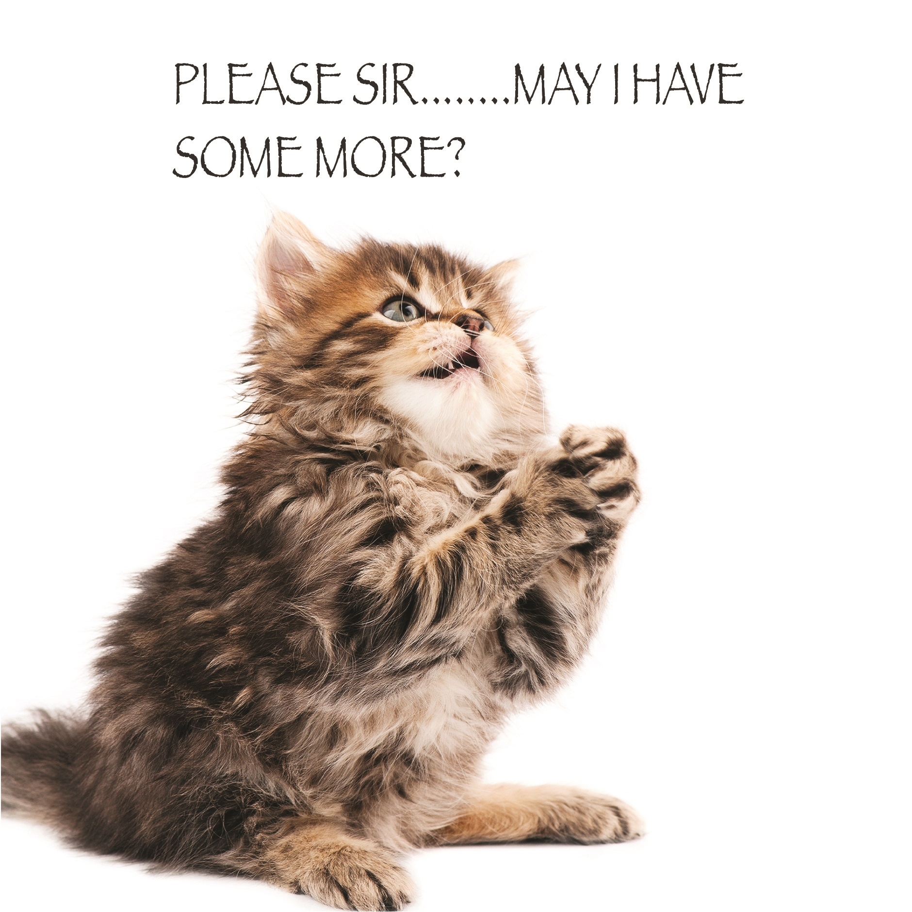 BLANK CARDS,Humour 6`s Funimals Please Sir.