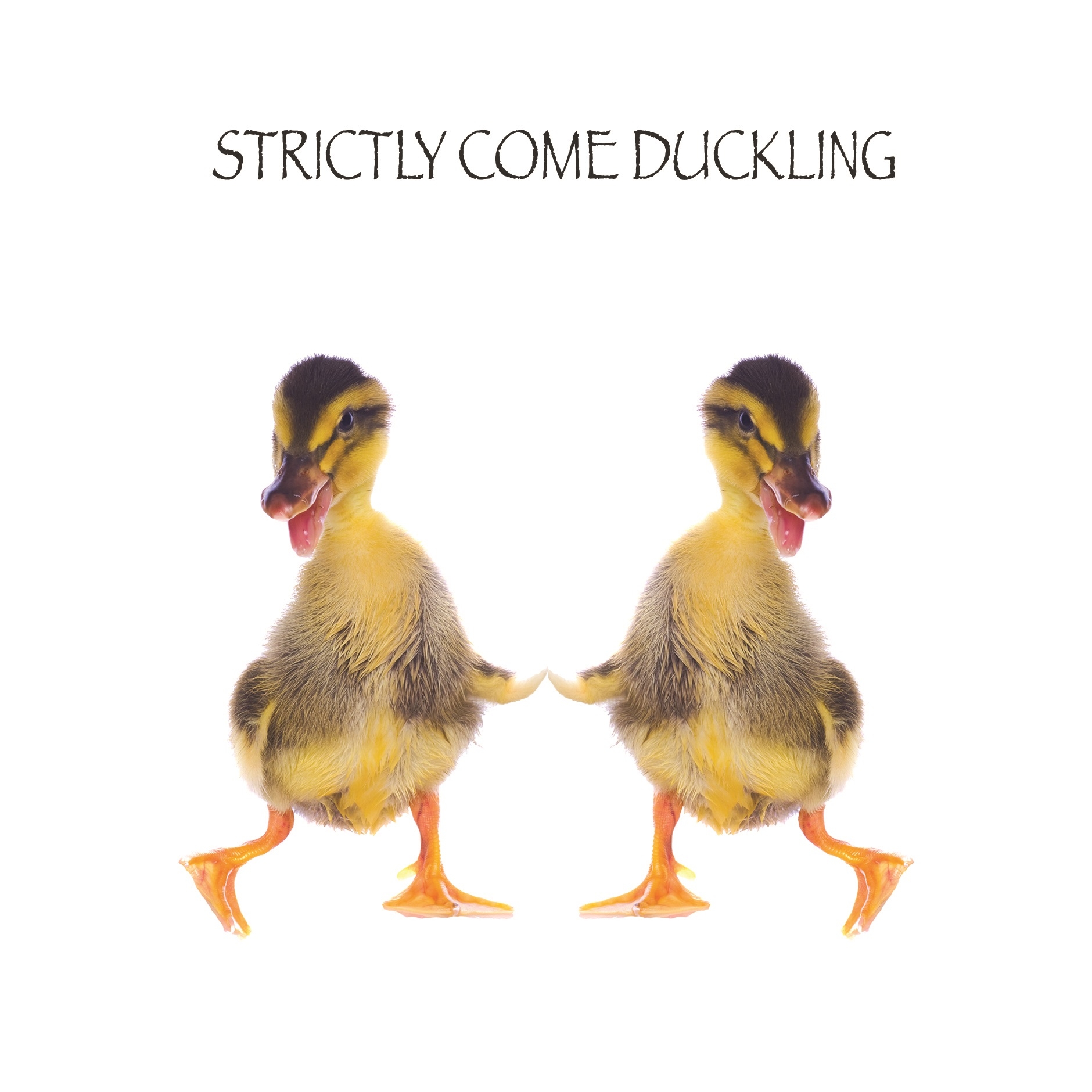 BLANK CARDS,Humour 6`s Strictly Come Duckling