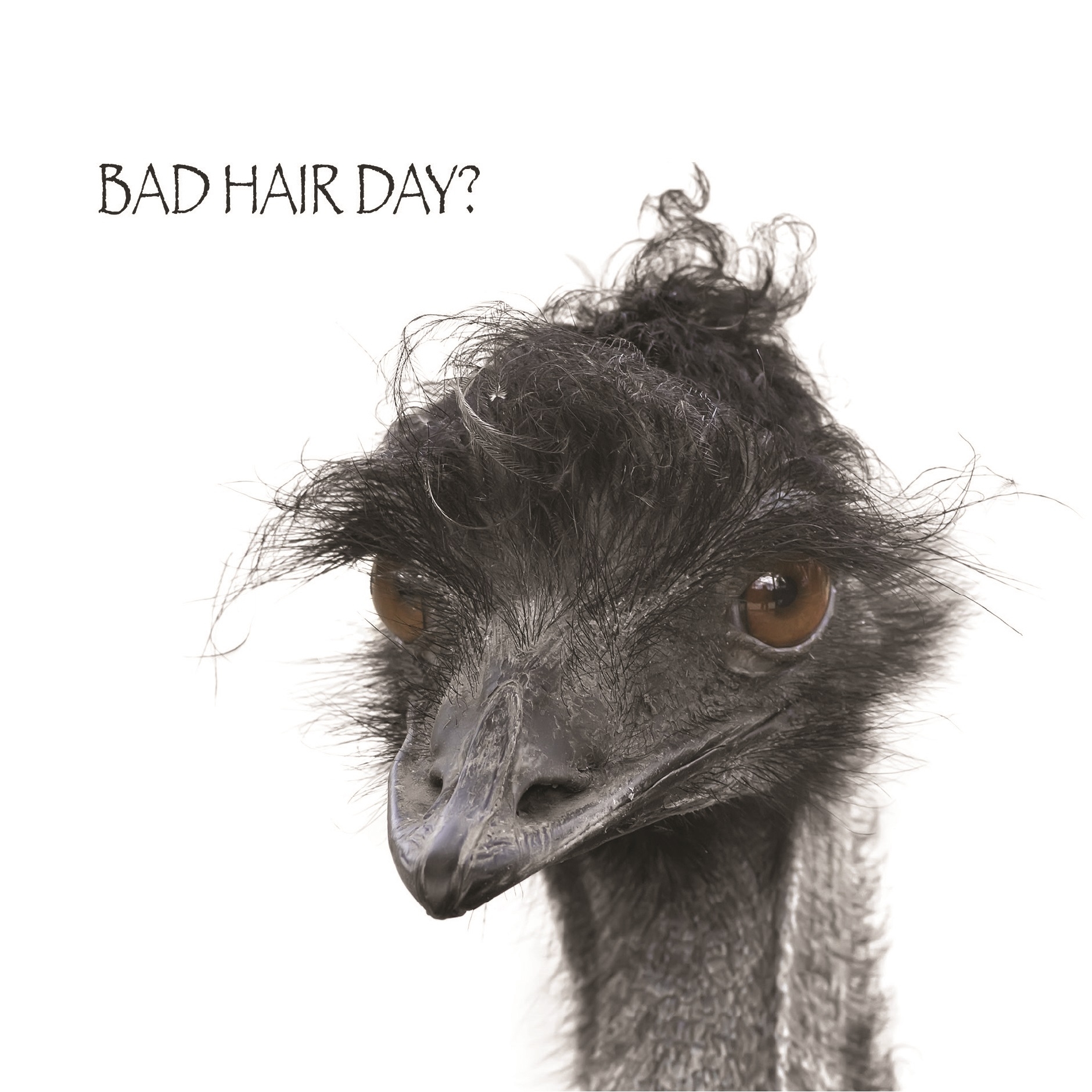 BLANK CARDS,Humour 6`s Funimals Bad Hair Day