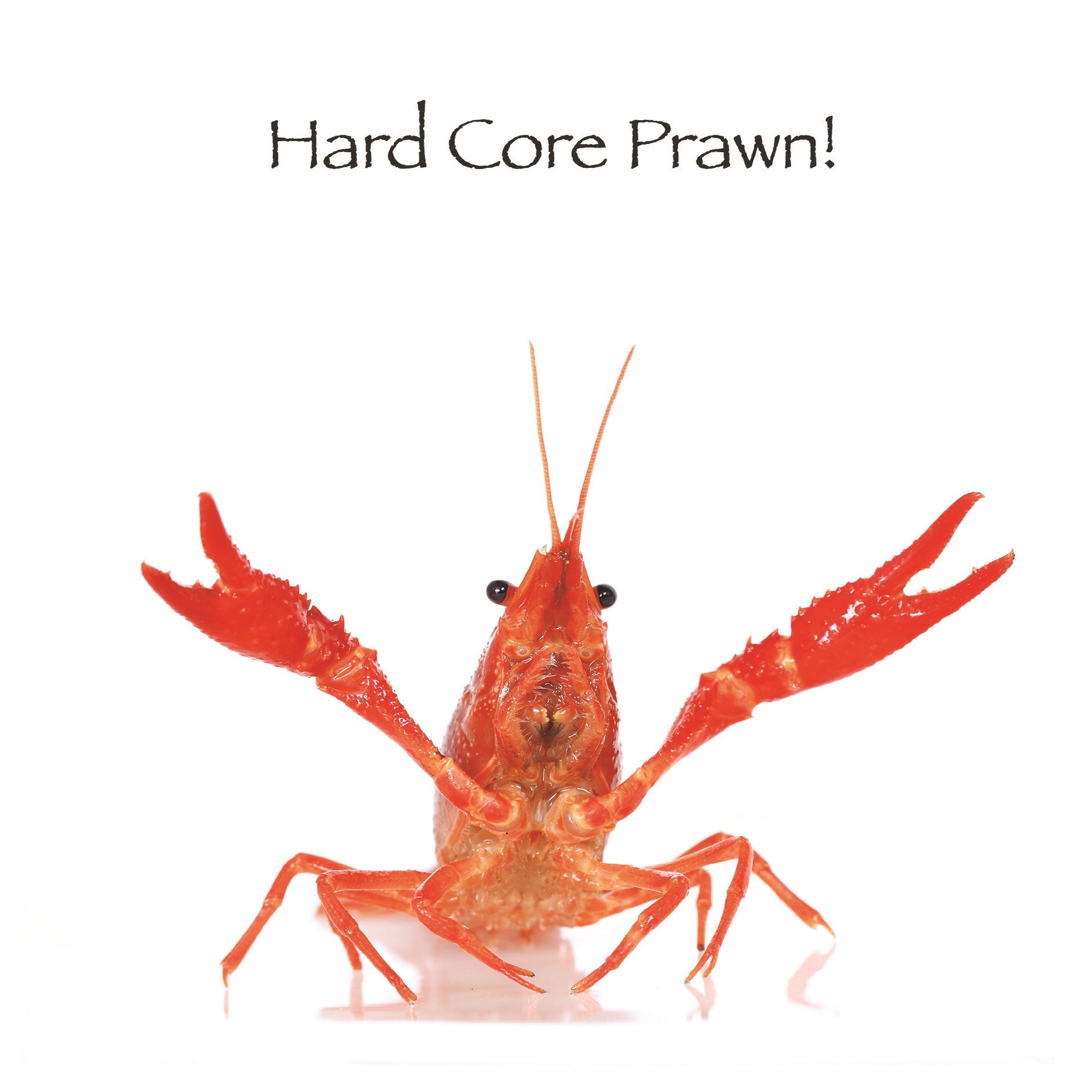 BLANK CARDS,Humour 6`s Funimals Hard Core Prawn