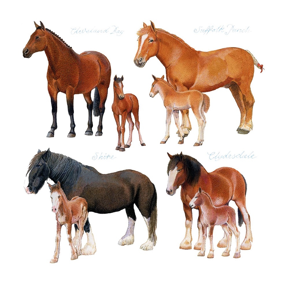 BLANK CARDS,6`s Richard Partis Horses