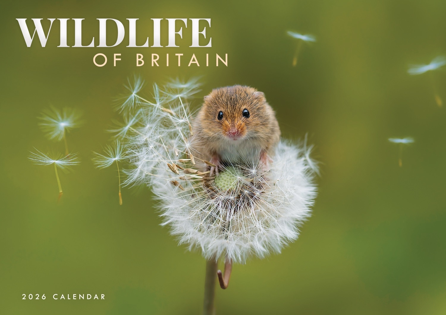 CALENDAR,Wildlife of Britain A4, Opens to A3 [Packs Only]