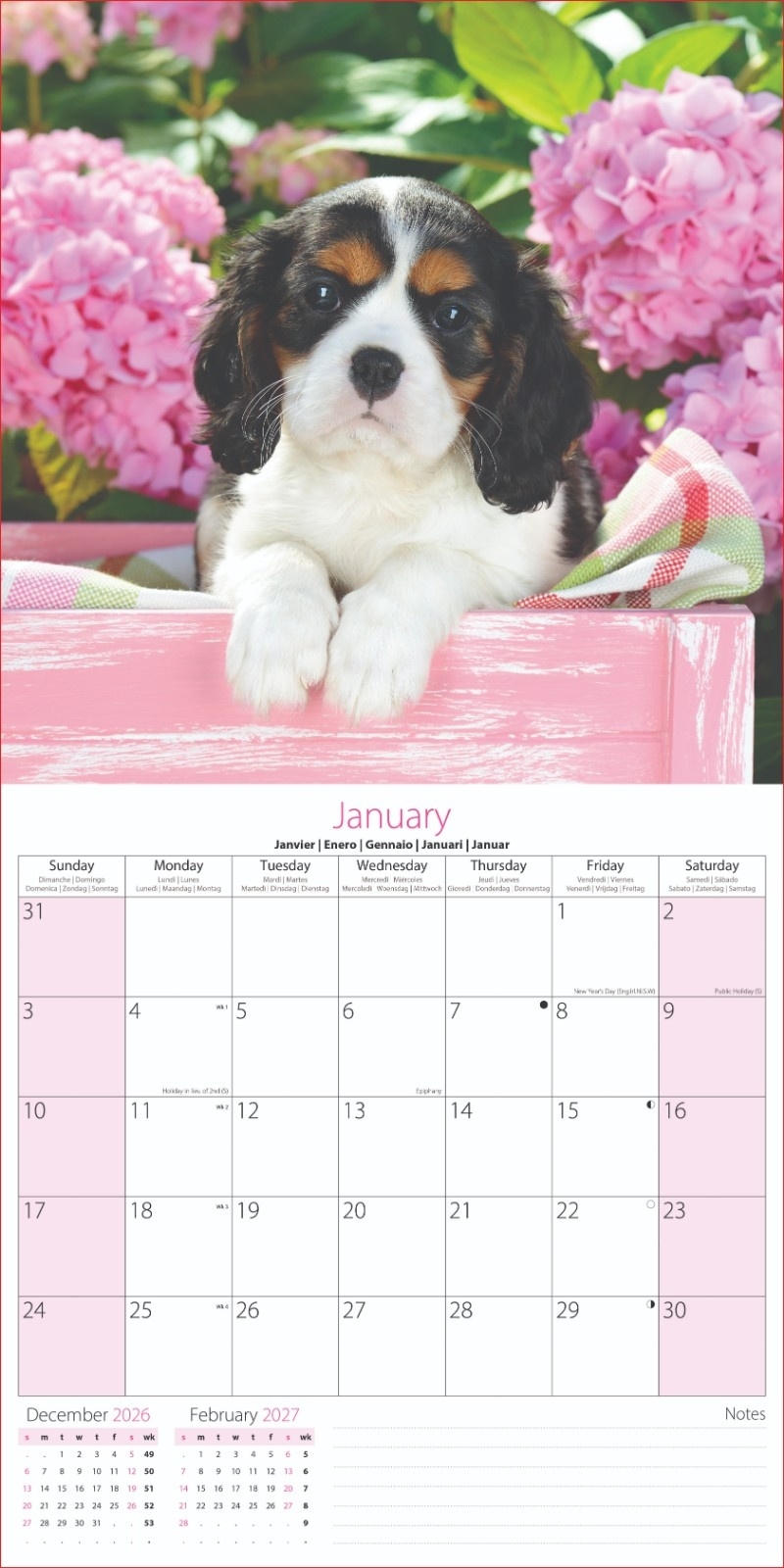 CALENDAR,Square,Kittens & Puppies Photographic 2027 [Packs Only]