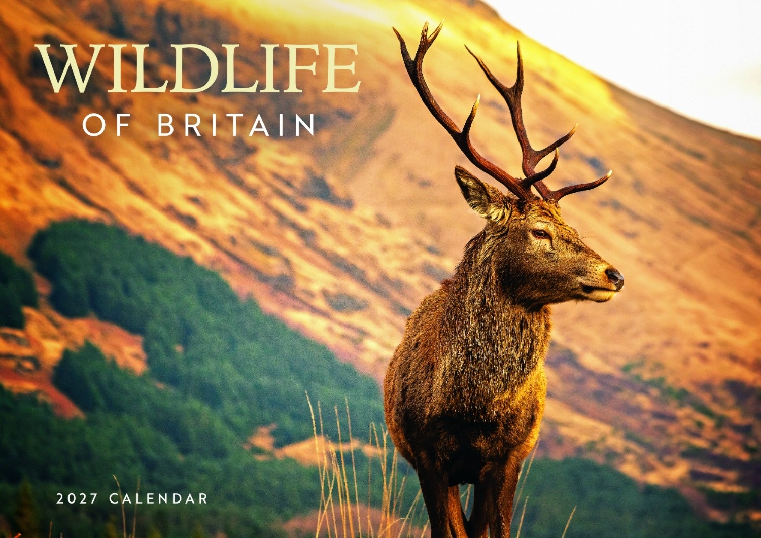 CALENDAR,Wildlife of Britain A4, Opens to A3 [Packs Only]
