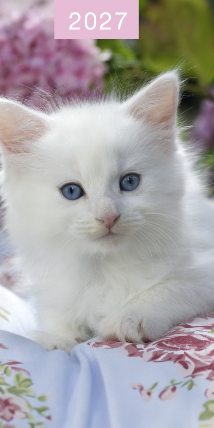 DIARY,Slim,Kittens & Puppies Asst Two Weeks to View,2027 CDU [Packs Only]