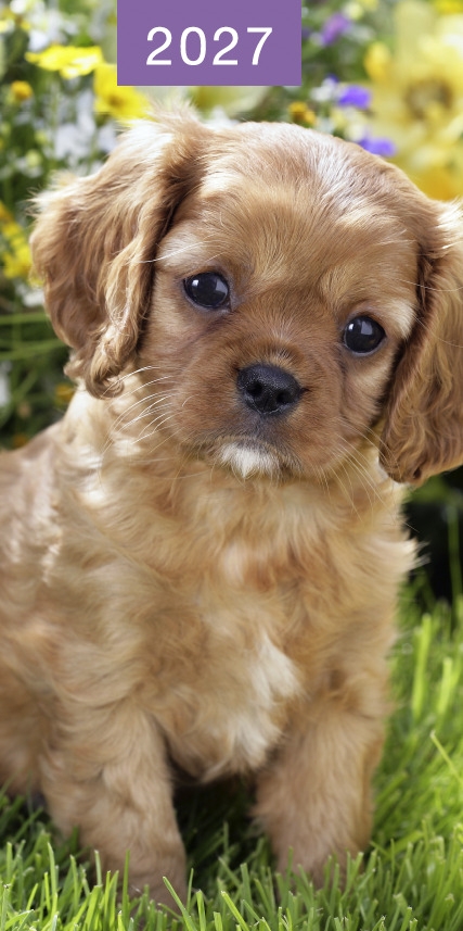 DIARY,Slim,Kittens & Puppies Asst Two Weeks to View,2027 CDU [Packs Only]
