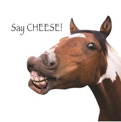 BLANK CARDS,Humour Funimals Say CHEESE [Packs Only]